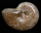 Inch Polished Ammonite From Madagascar #2257-1